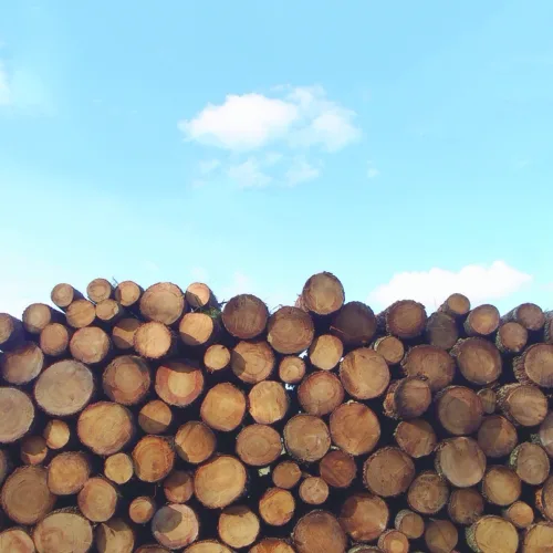 MDARD, DNR expand 'Don’t Move Firewood' campaign ahead of Labor Day weekend